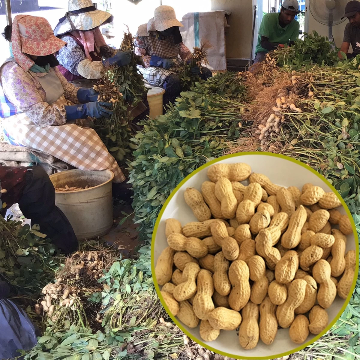 煎ざや(ナカテユタカ)1.5kg【500g×3袋】　千葉県産八街落花生